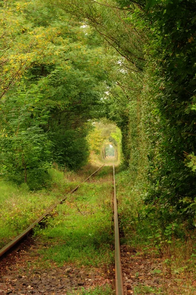 Natural tunnel of "love" — Stock Photo, Image
