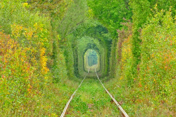 Natural tunnel of "love" — Stock Photo, Image