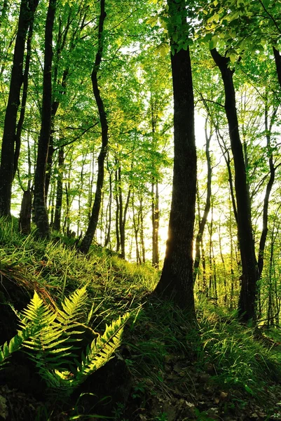 Orman ağaçları. doğa yeşil ahşap güneş ışığı arka planı. — Stok fotoğraf