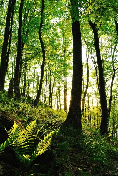 Forest trees. Nature green wood sunlight backgrounds. — Stock Photo, Image