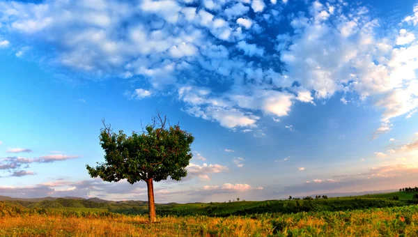 Árbol al atardecer. Paisaje verano . — Foto de Stock