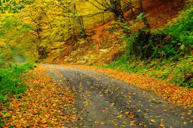 ülkede yol ile kapalı yapılan erken sonbahar yaprakları.
