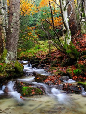 sonbahar manzarası, dağ nehir ve ağaçlar