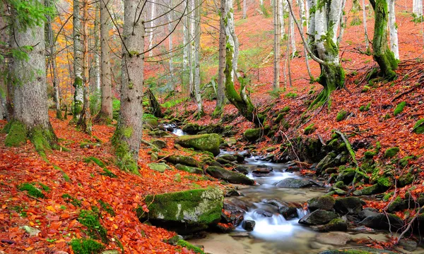 Paysage d'automne, rivière de montagne et arbres — Photo