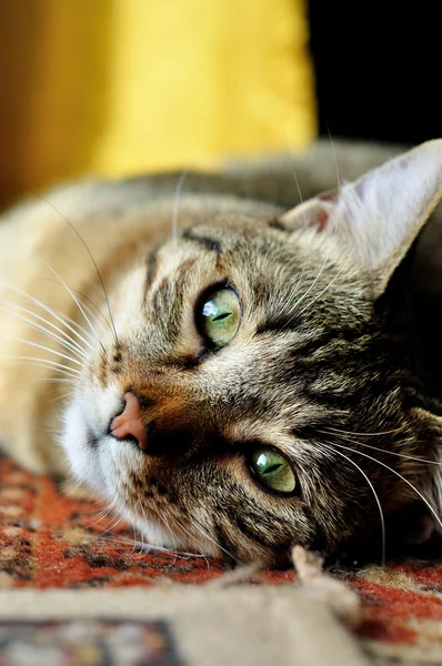 Hím macska pihentető — Stock Fotó