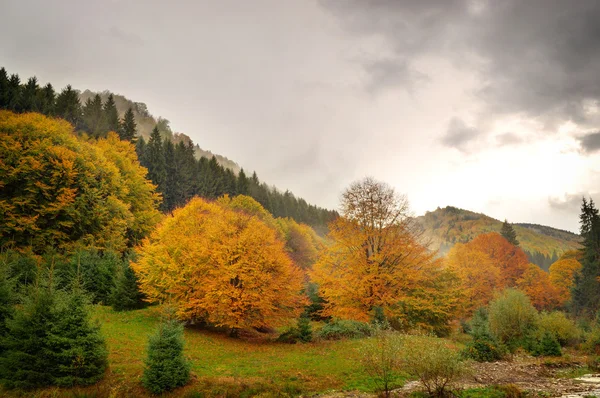 Podzimní krajina, zatažené počasí. — Stock fotografie