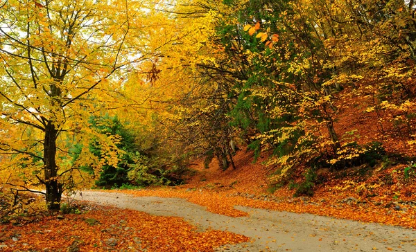 Outono paisagem com estrada — Fotografia de Stock