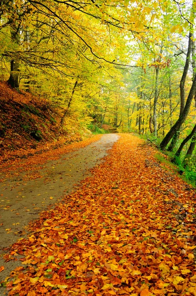 Country road covered with leaves in early Autumn. — Stock Photo, Image