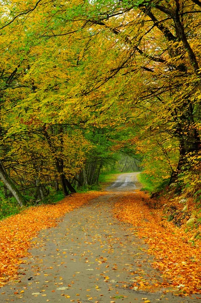 Country road covered with leaves in early Autumn. — Stock Photo, Image