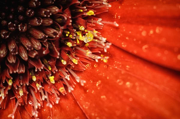 Flor roja macro —  Fotos de Stock