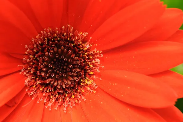 Flor roja macro —  Fotos de Stock