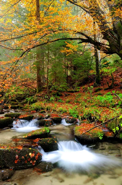 Φθινόπωρο ποτάμι με κίτρινο δέντρο γέρνει πάνω. — Φωτογραφία Αρχείου