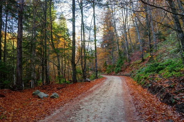 路正经历秋天的树林 — 图库照片