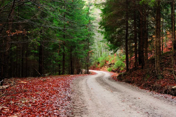 yol ve yeşil çam çam ormanı