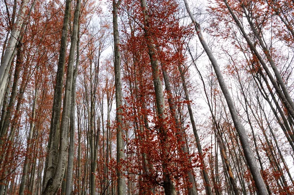 Bomen in de late herfst — Stockfoto