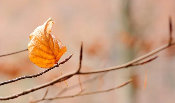 Folha de outono solitária — Fotografia de Stock