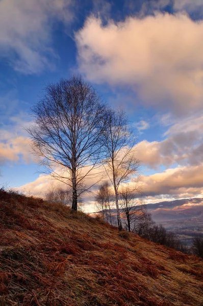 Morning landscape with trees, fog — Stock Photo, Image