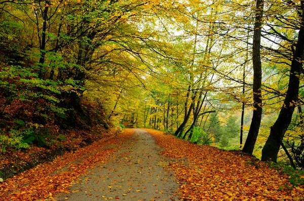 Landstraße im Frühherbst mit Laub bedeckt. Stockfoto