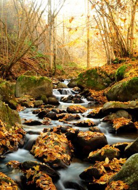 Sonbahar renklerinde yaprakları olan nehir