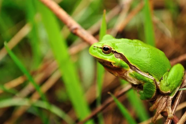 Sapo verde escondido nas folhas — Fotografia de Stock