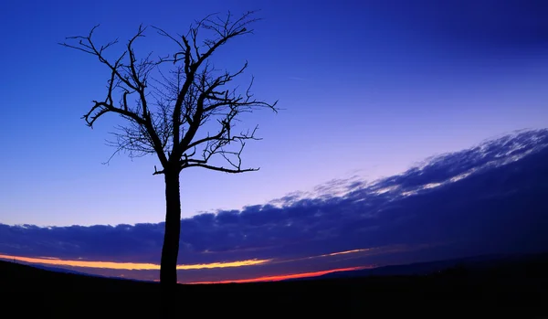 Árvore após o pôr do sol com céu e nuvens . — Fotografia de Stock