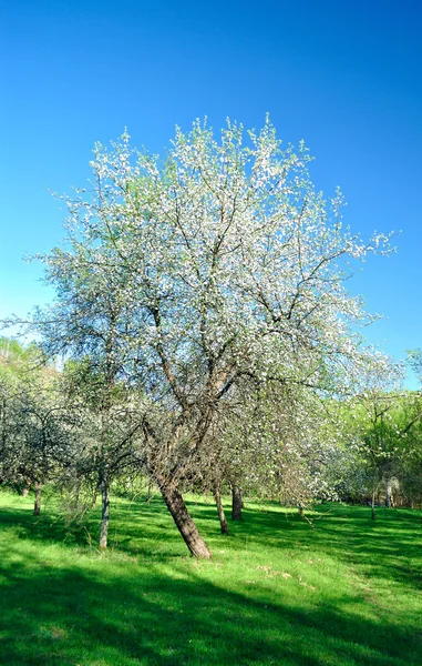 Eenbloemige boom in het voorjaar. — Stockfoto