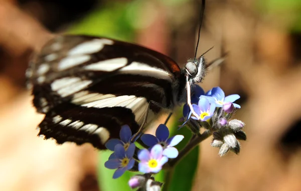 Butterfly on blue flowers — Stock Photo, Image