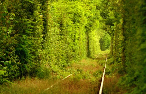 Přírodní tunel "lásky" tvořený stromy v Rumunsku. — Stock fotografie