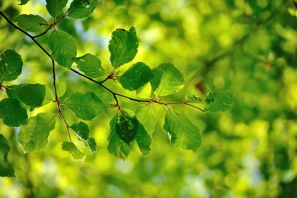 Hojas del bosque sobre fondo verde, bokeh . —  Fotos de Stock