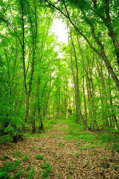 Groen bos, lente tijd — Stockfoto