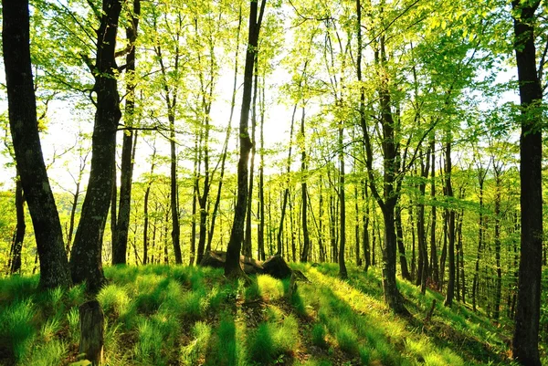 Doğa yeşil ahşap güneş ışığı arka planı.