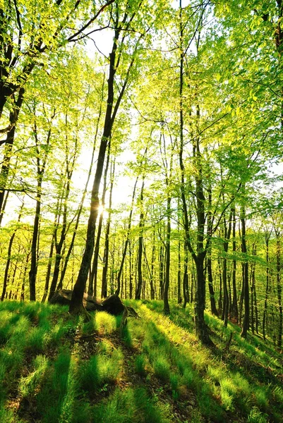 Natureza verde madeira fundos de luz solar. — Fotografia de Stock