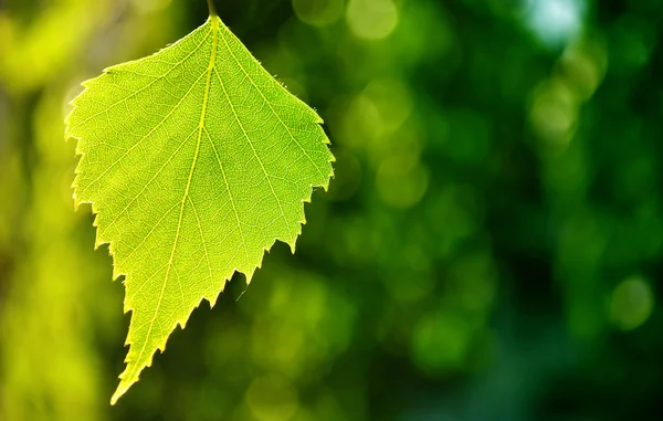 Hoja de abedul sobre fondo verde —  Fotos de Stock