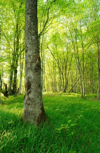 Дерево в зеленом лесу — стоковое фото