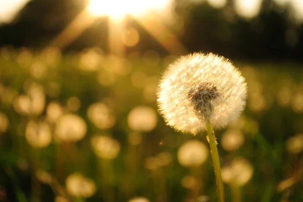 Dandelion in sunrise — Stock Photo, Image