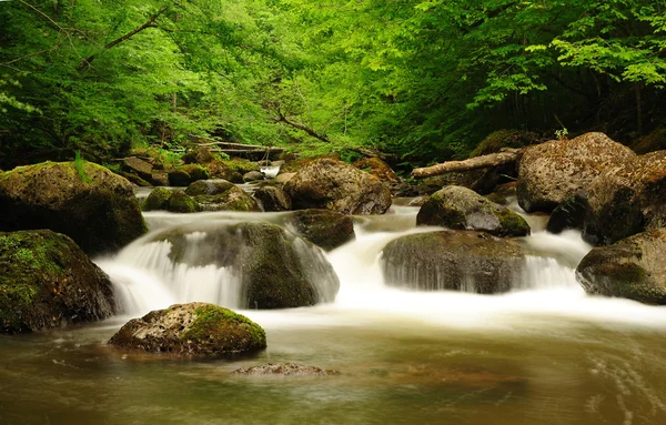 Mountain river flowing fast in a cloudy morning. — Stock Photo, Image
