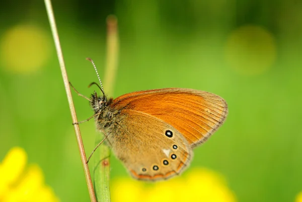 Gros plan sur le papillon orange — Photo