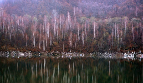 호수와 숲 반사 장면 — 스톡 사진
