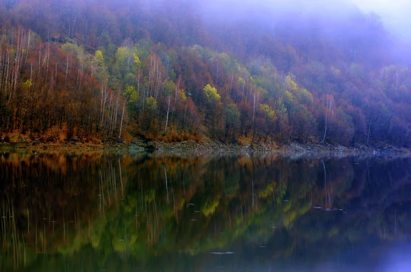 Lago e cena de reflexão florestal — Fotografia de Stock