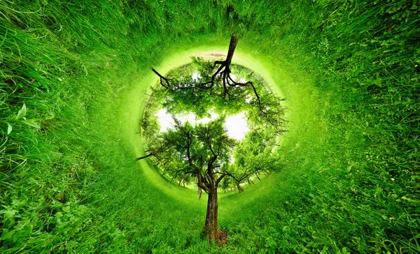 Stereografische Projektion einer grünen Wiese mit Bäumen Stockbild
