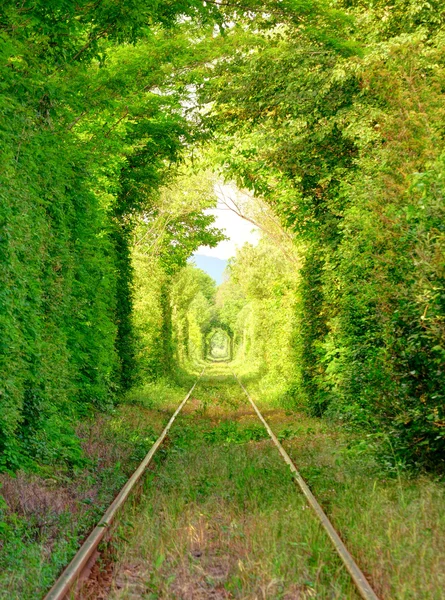 Natürlicher Tunnel der "Liebe"" Stockfoto