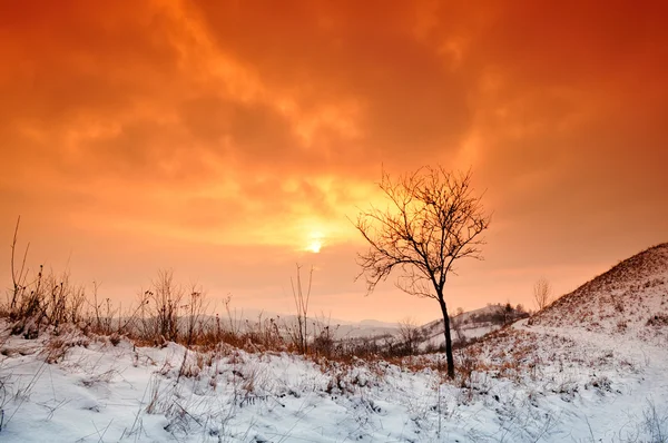 Pôr do sol de inverno com árvore na neve e céu laranja. — Fotografia de Stock