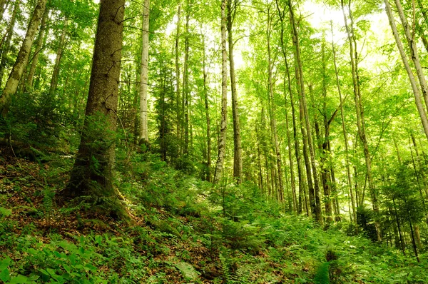 Skogen i solnedgången ljus. — Stockfoto