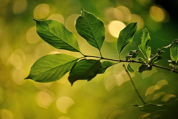 Feuilles de noix sur fond flou — Photo