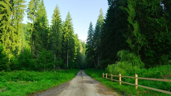 Road in forest in the summer — Stock Photo, Image