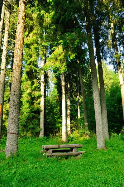 Local de piquenique na floresta profunda . — Fotografia de Stock