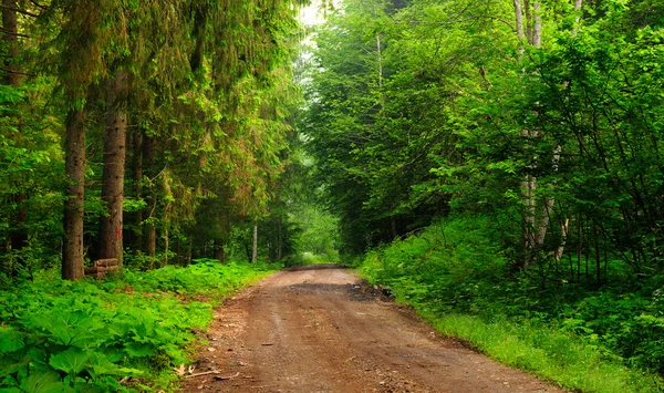 Camino de bosque de pino y abeto verde a finales de verano . —  Fotos de Stock