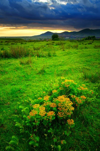 Kleurrijke zomer zonsondergang net na een regenachtige dag. zon de wolken kleuren. — Stockfoto