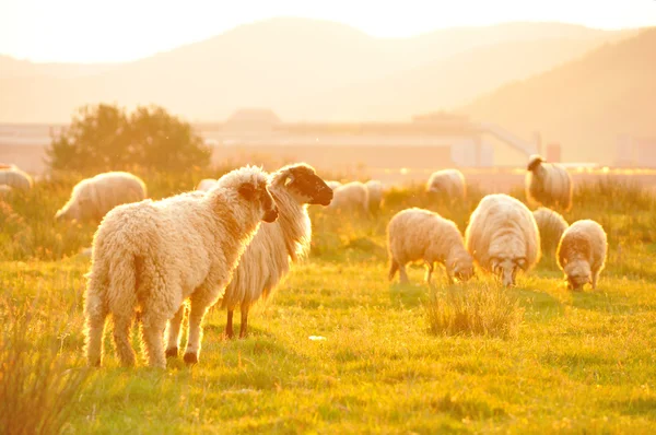 美しい風景の中に羊の放牧。夏の夕日暖かい光. — ストック写真