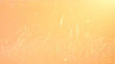 Gün batımında çayır çimen, çok parlak arka plan, mercek parlamasından dolayı.